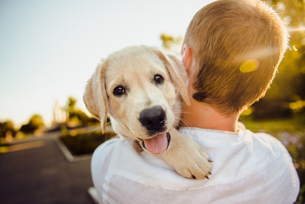 Où adopter un animal de compagnie ?