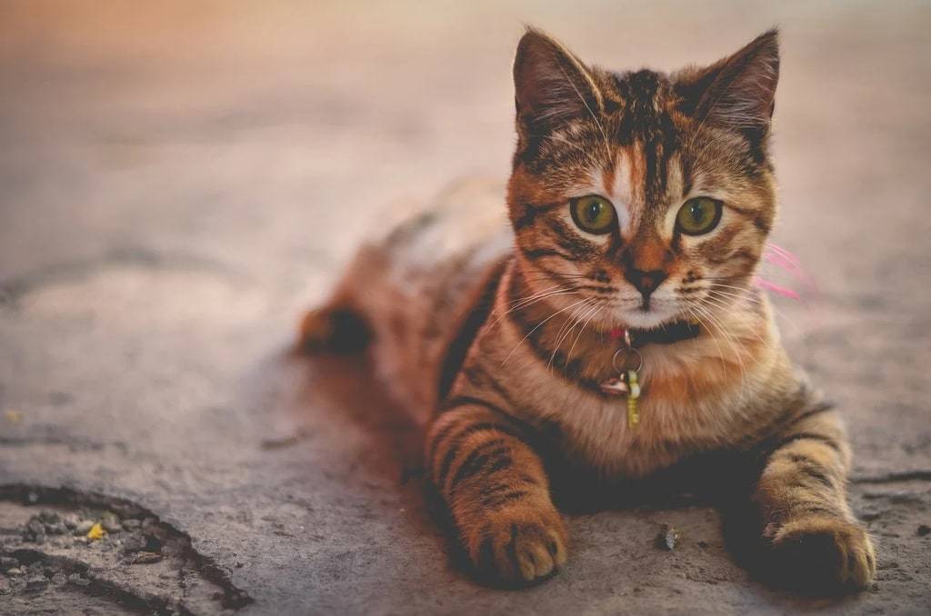 Tout ce qu'il faut savoir avant d'adopter un animal