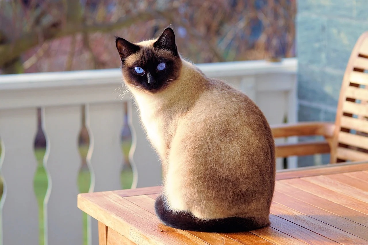 Tout ce qu'il faut savoir avant d'adopter un animal