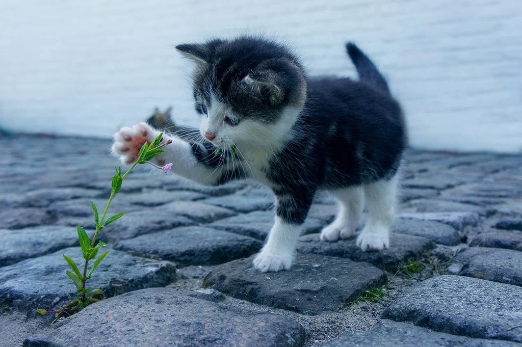 Comment adopter un animal abandonné ?