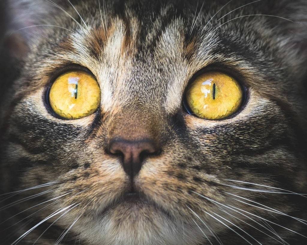 Comment adopter un animal abandonné ?