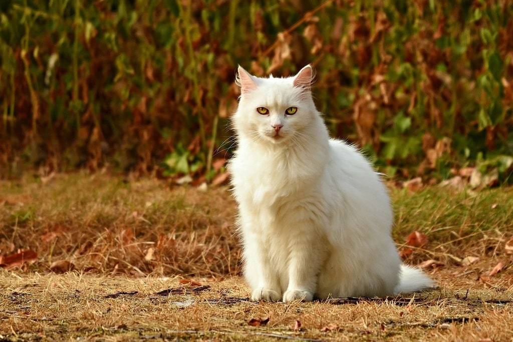Adoption chien et chat : les démarches à suivre