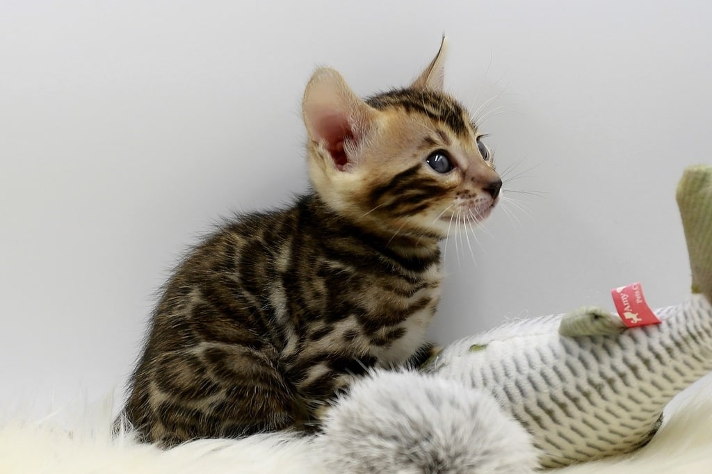 Adoption chien et chat : les démarches à suivre