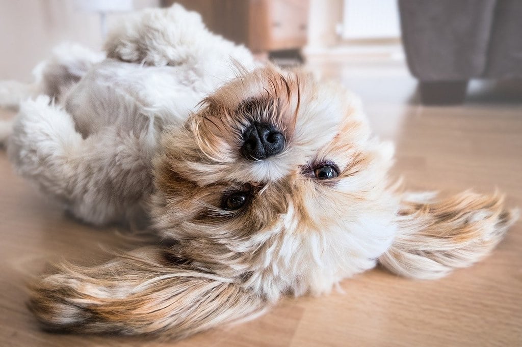 Conseils pour réussir l'adoption d'un animal