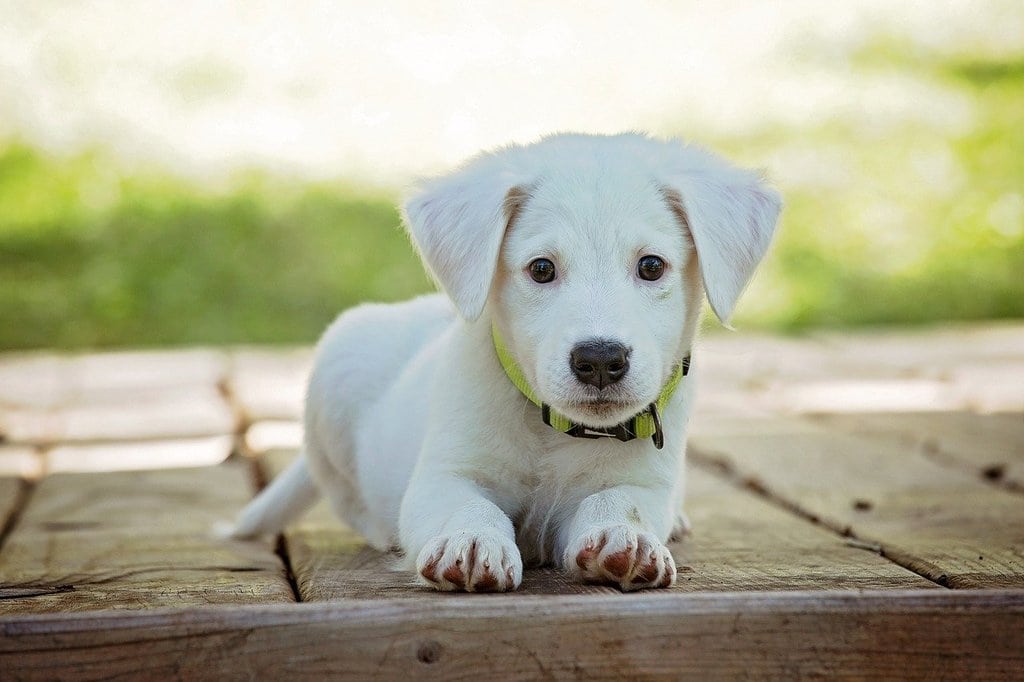 Où adopter un animal de compagnie ?