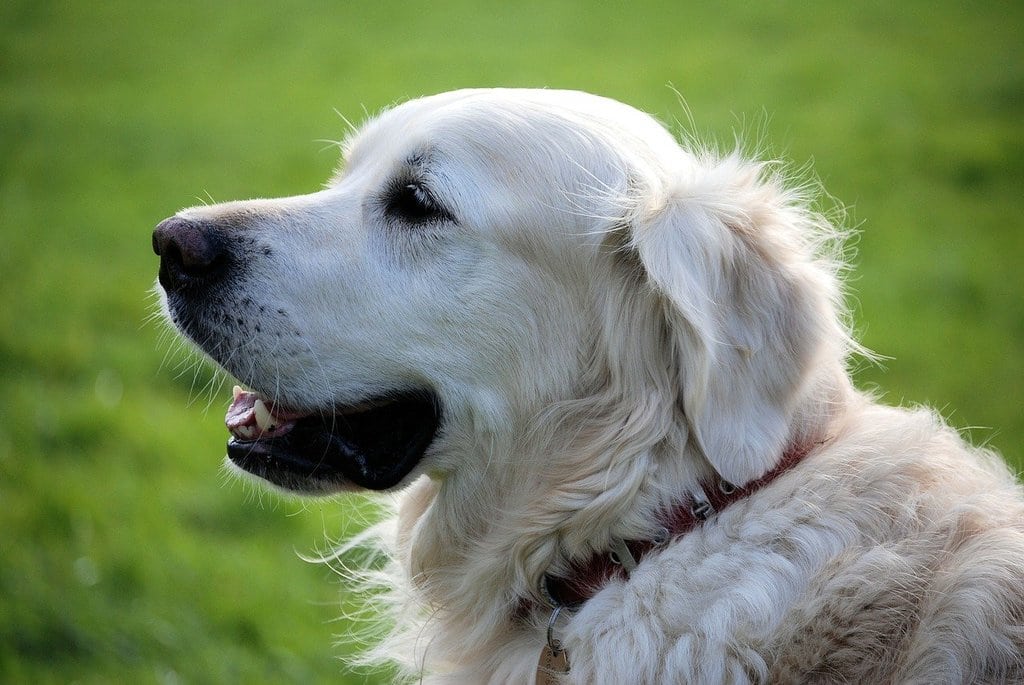 Conseils pour réussir l'adoption d'un animal