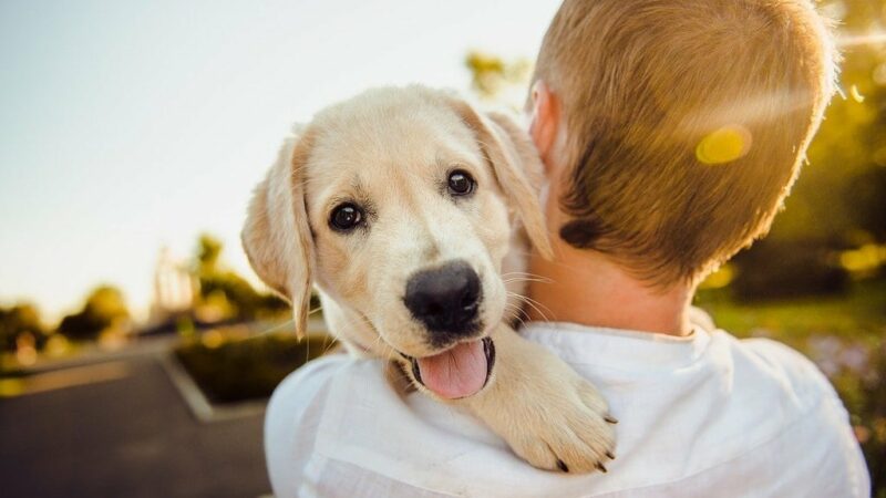 Où adopter un animal de compagnie ?