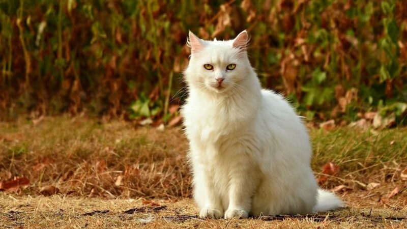 Adoption chien et chat : les démarches à suivre